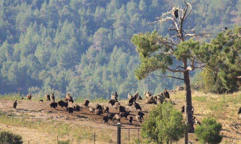 Ειδικό αντιπυρικό σύστημα στη Δαδιά