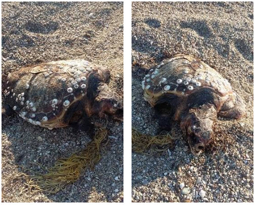 Ροδόπη: Θαλάσσια χελώνα παγιδεύτηκε σε δίχτυα