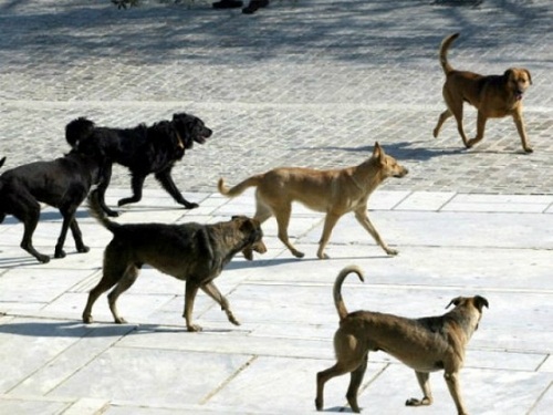 Τα αδέσποτα περισυλλέγει ο Δήμος Διδυμοτείχου