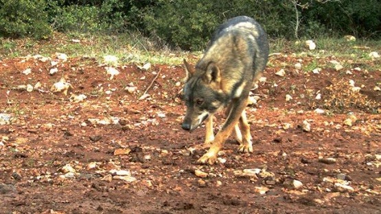 Συνεχίζονται οι επιθέσεις λύκων σε κτηνοτροφικές εγκαταστάσεις στη Ροδόπη
