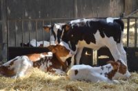 Ενισχύσεις και στον Έβρο για βοοειδή και πρόβατα
