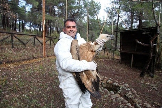 Απελευθέρωση Όρνιου στο Δάσος της Δαδιάς