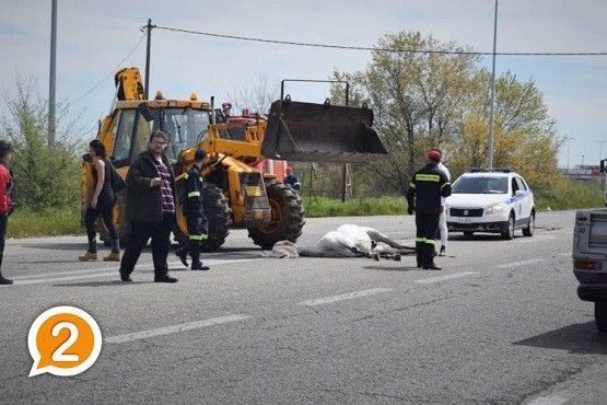 Άλογο συγκρούστηκε με ΙΧ στην Εθνική Ξάνθης-Κομοτηνής !