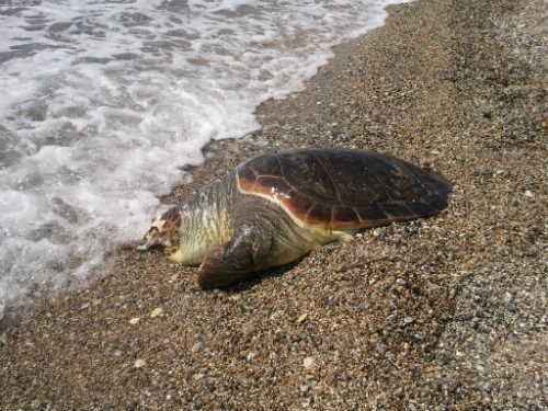 Άλλη μια νεκρή χελώνα εντόπισε το Λιμενικό στο Πόρτο Λάγος