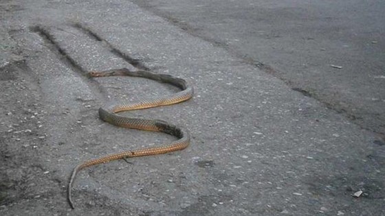 Φίδια εθεάθησαν σε κεντρικά σημεία της Αλεξανδρούπολης