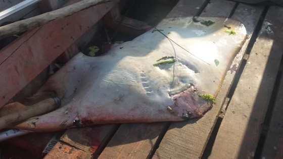 Σαλάχι 35 κιλών στα δίχτυα ψαρά στο Δέλτα του Έβρου