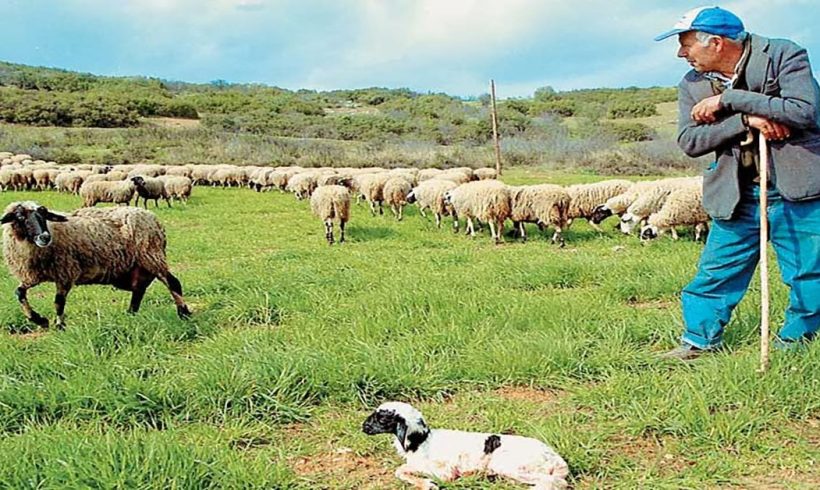 Εστία πανώλης αιγοπροβάτων στην Βουλγαρία !!!