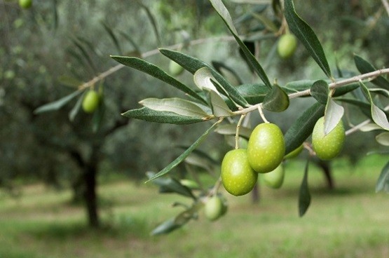 Έξαρση του δάκου στην Αλεξανδρούπολη – Έκτακτα μέτρα για την προστασία των ελαιόδεντρων