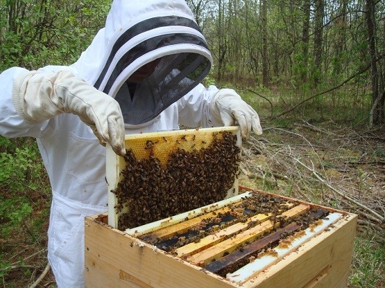 Μελισσοκομία στην Ξάνθη: Οι ζημιές από τις πλημμύρες, οι ψεκασμοί για τα κουνούπια και η απουσία του συνεταιρισμού