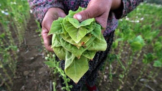 Μετά τη συγκομιδή θα αναζητηθεί η ένταξη στα ΠΣΕΑ των καπνοκαλλιεργητών