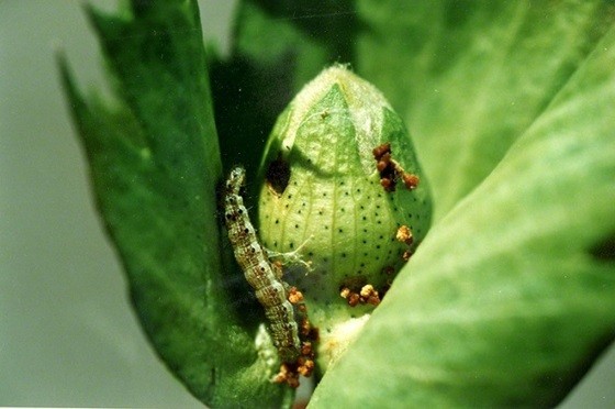 Το πράσινο σκουλήκι κατατρώει ότι απέμεινε από τις καλλιέργειες στον Έβρο: «Πωλούνται πλέον τα χωράφια»