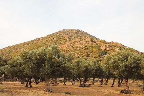 11 προσλήψεις για τις ελαιοκομικές περιοχές Μαρώνειας-Προσκυνητών