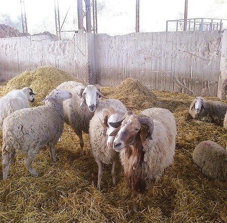 Ακόμα και κάτω του κόστους πωλούν γάλα οι Θρακιώτες κτηνοτρόφοι Ακόμα και κάτω του κόστους πωλούν γάλα οι Θρακιώτες κτηνοτρόφοι