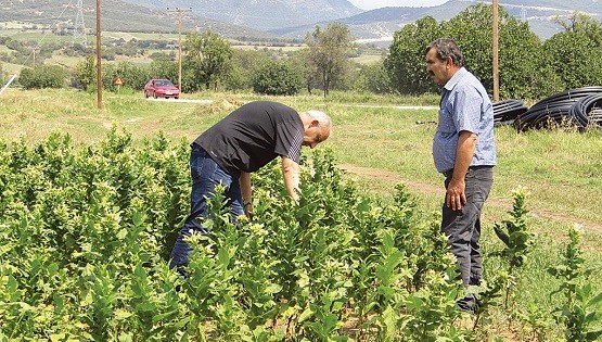 Χαλάζι στον καπνό μετά τη νεκρωτική ίωση, επλήγησαν κι άλλες καλλιέργειες