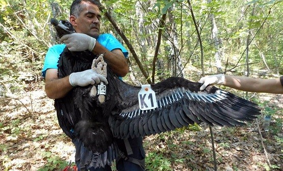 Δακτυλίωση νεοσσών Μαυρόγυπα στο Δάσος Δαδιάς