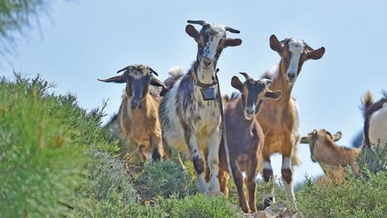 Κανένα κρούσμα της νόσου της πανώλης των μηρυκαστικών στην ΑΜΘ