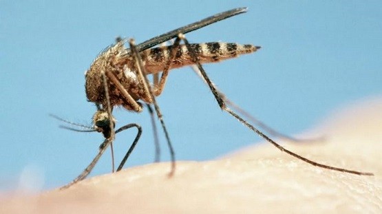 Η ελονοσία φέρνει στον Έβρο το ΚΕΕΛΠΝΟ για ενημερώσεις
