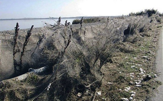 Η επιστημονική εξήγηση για το πέπλο αράχνης στο Πόρτο Λάγος