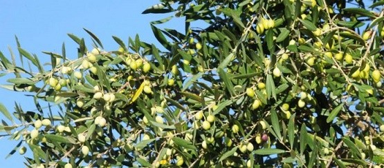 Το βακτήριο Xylella fastidiosa είναι ικανό να αφανίσει στρέμματα ελιάς Το βακτήριο Xylella fastidiosa είναι ικανό να αφανίσει στρέμματα ελιάς