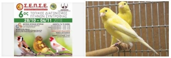 Διαγωνισμός πτηνών συντροφιάς! Διαγωνισμός πτηνών συντροφιάς!