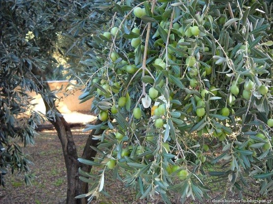 Μειωμένη κατά 35% η φετινή ελαιοπαραγωγή της Μάκρης Μειωμένη κατά 35% η φετινή ελαιοπαραγωγή της Μάκρης