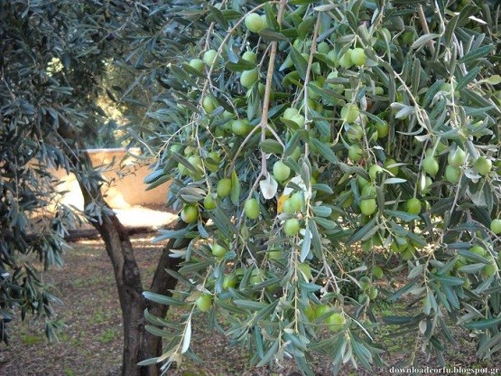 Μειωμένη κατά 35% η φετινή ελαιοπαραγωγή της Μάκρης