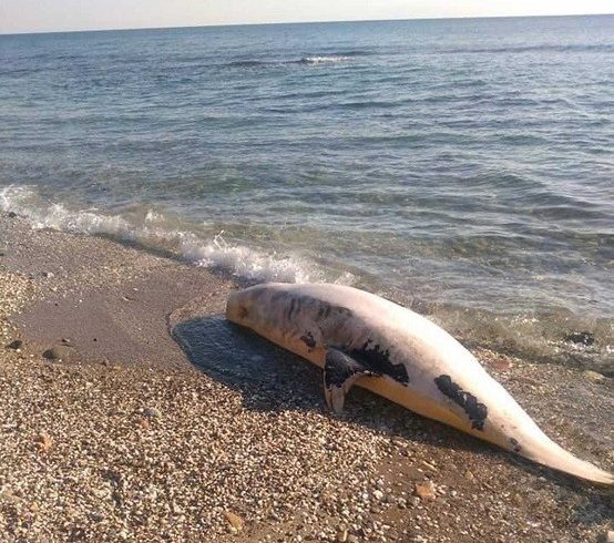 Νεκρό σταχτοδέλφινο ξεβράστηκε στη Μαρώνεια – Το πρωί του Σαββάτου