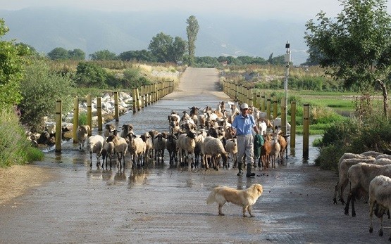 Συγκέντρωση διαμαρτυρίας στην Κομοτηνή ετοιμάζουν οι Κτηνοτροφικοί Σύλλογοι ΑΜΘ