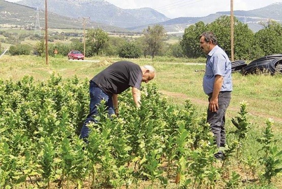 Με 100 ευρώ ανά στρέμμα ενισχύονται οι πληγέντες παραγωγοί του Ν. Ξάνθης