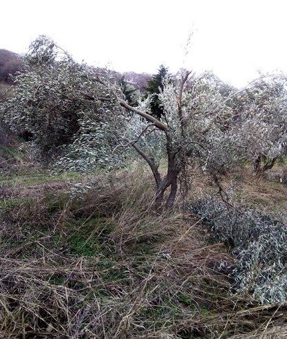 Σαμοθράκη: Οι περισσότεροι παραγωγοί έχουν χάσει σχεδόν το 100% του φυτικού τους κεφαλαίου