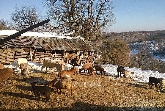 Από «σκράπι» προσεβλήθη κοπάδι αιγοπροβάτων στο νομό Ροδόπης