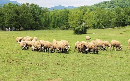 Ανανεώστε τις συμβάσεις των κτηνιάτρων στην ΑΜΘ