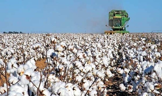 Tι θα γίνει με τις αποζημιώσεις των βαμβακοπαραγωγών στη Θράκη; – Ο Υπουργός απάντησε