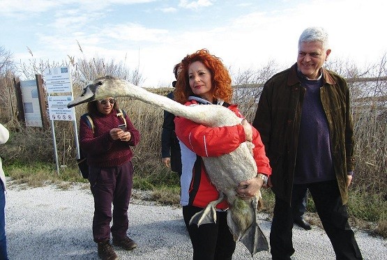 Η ΑΝΙΜΑ ήρθε για να απελευθερώσει στη λίμνη Βιστωνίδα τρία πτηνά