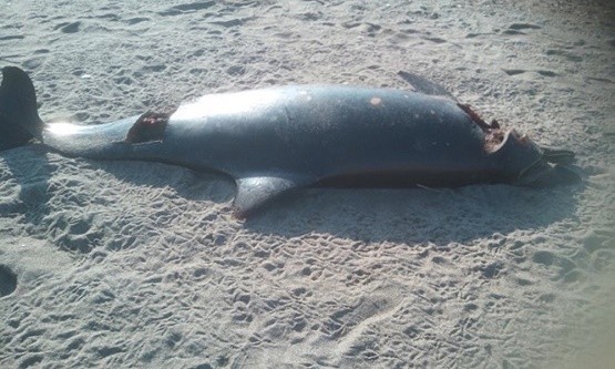 Νεκρό δελφίνι ξεβράστηκε στην παραλία Πετρωτών