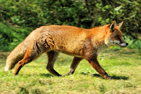 Δολώματα κατά λύσσας κόκκινων αλεπούδων