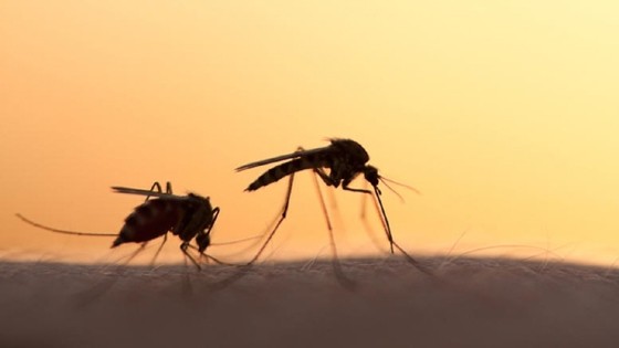Εντατικές προσπάθειες αναχαίτισης «νέφους» κουνουπιών στον Έβρο