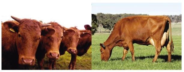 Ταΐζουν βοοειδή στη Θράκη με αρωματικά φυτά
