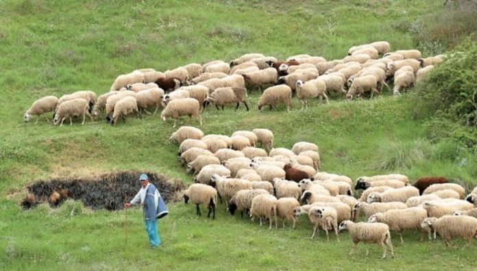 Τα ΓΕΩΤΕΕ Αν. Μακεδονίας και Θράκης αντιδρούν: Να αρθεί η αδικία σε βάρος των κτηνοτρόφων μας