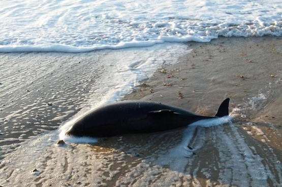 Τρίτο νεκρό δελφίνι στις ακτές της Θράκης, σε λιγότερο από δύο εβδομάδες