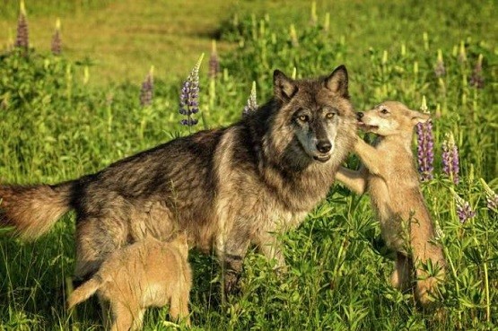 Λύκαινα εμφανίστηκε κοντά στην Ξάνθη