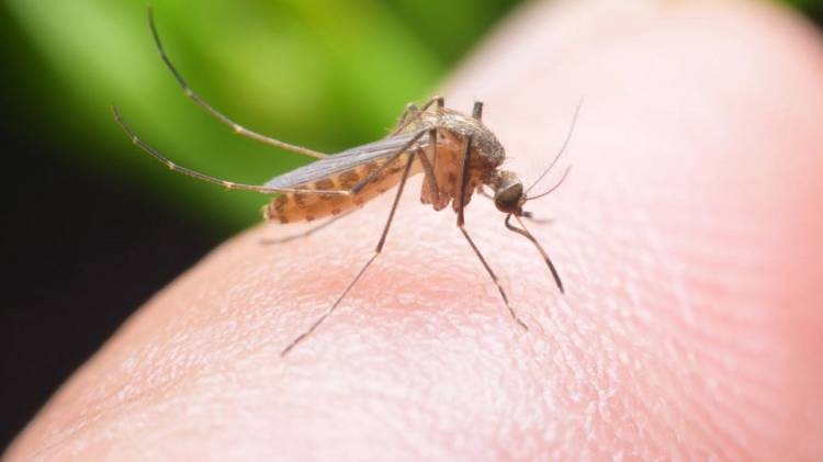 Nέες τεχνολογίες για τα κουνούπια στο ΔΠΘ – Χρηματοδότηση από το Υπ. Οικονομίας