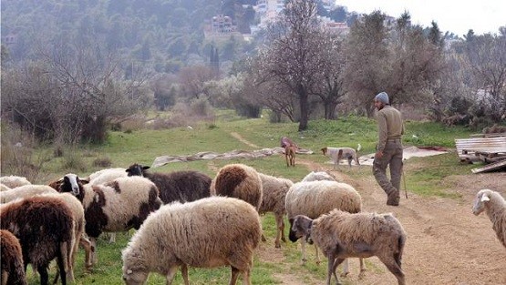 Πιο κοντά στη λύση για τους κτηνοτρόφους της χώρας η αδικία με τις εξισωτικές του 2013 και 2014