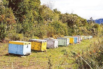 Κυνήγι μελισσοκλεφτών στη Ροδόπη