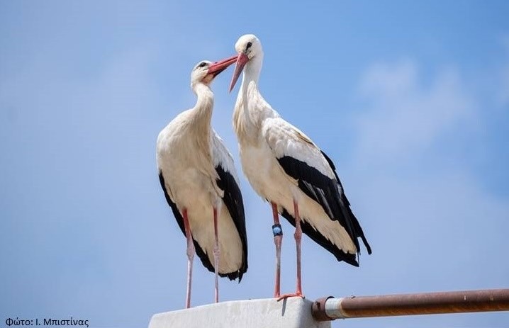 Ύμνοι στον ποταμό Έβρο από την… αρχαιότητα