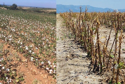 Ροδόπη: Κάνουν ταμείο οι βαμβακοπαραγωγοί