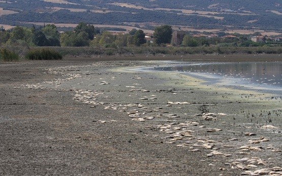 Χιλιάδες νεκρά ψάρια στη λίμνη Κορώνεια – μειώθηκε η στάθμη του νερού