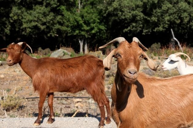 Κρίση λόγω κατσικιών στη Σαμοθράκη