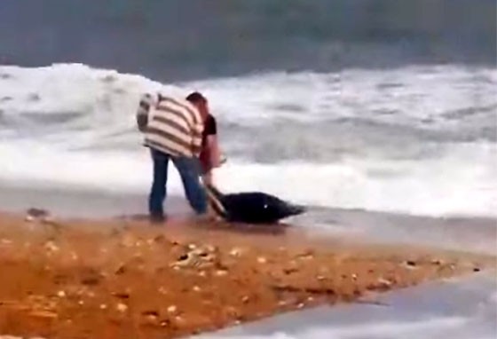 Αλεξανδρουπολίτης σώζει δελφίνι που εξόκειλε σε παραλία