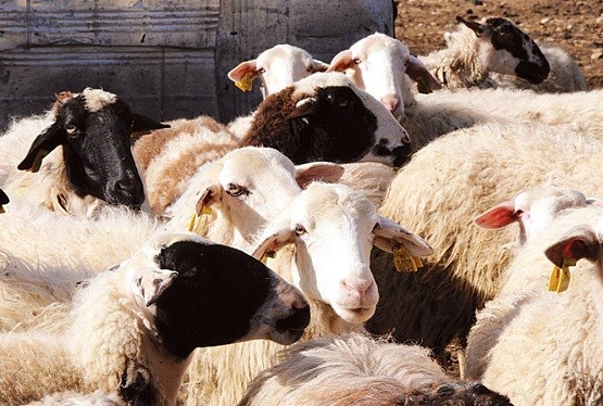 Σε πέντε χρόνια η Ροδόπη «έχασε» 75.000 αιγοπρόβατα
